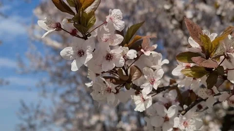  Flowering Fruit Tree In Spring.  Видео 152892201