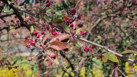  Flowering Fruit Tree In Spring.  Stockbeeldmateriaal 152892227