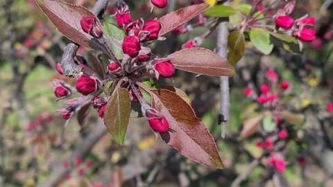  Flowering Fruit Tree In Spring.  Stock Footage 152892250