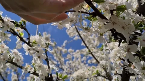  Flowering Fruit Tree In Spring.  Stock Footage 152892258