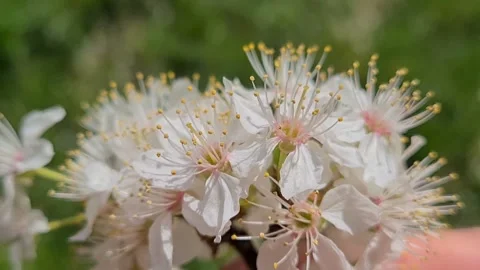  Flowering Fruit Tree In Spring.  Stock Footage 152892317