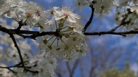  Flowering Fruit Tree In Spring.  Stock Footage 152892319