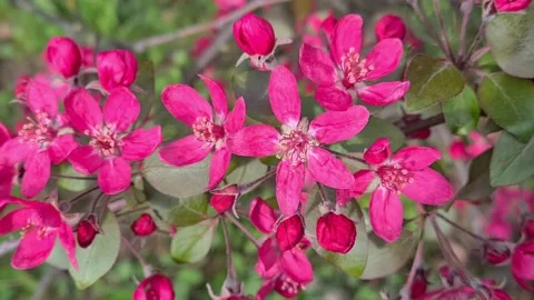 Flowering Fruit Tree In Spring.  動画素材 155089735