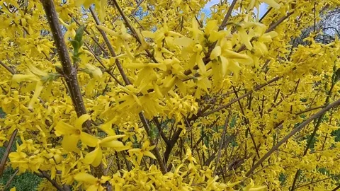 Flowering Fruit Tree In Spring. Stock Footage 155089778