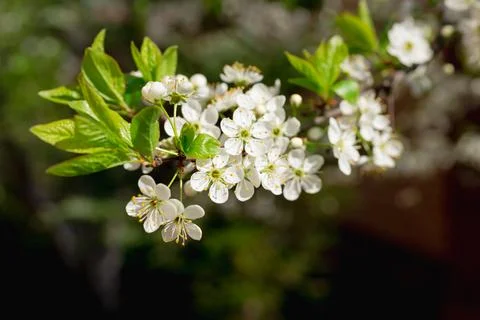 Flowering fruit tree in spring Foto stock
