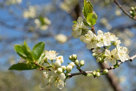 Flowering fruit tree in spring Stock Photos