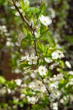 Flowering fruit tree in spring Stock Photos