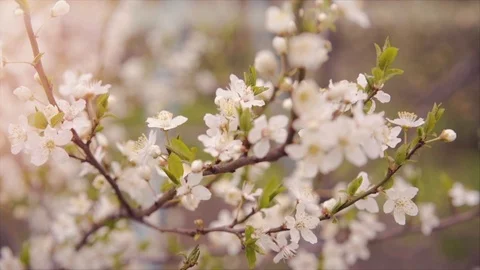Flowering fruit tree wind falling petals slow motion sunny day Stock Footage 127423760