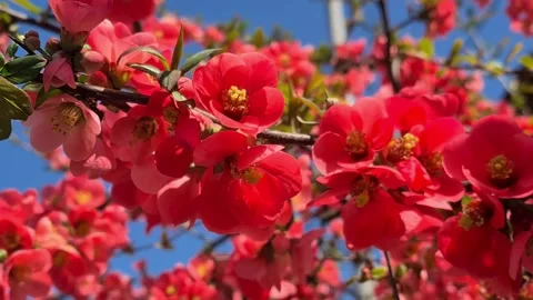 Flowering fruit trees. Stock Footage 152892330