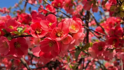 Flowering fruit trees. Stock Footage 152892337