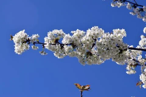 Flowering of fruit trees Stock Photos