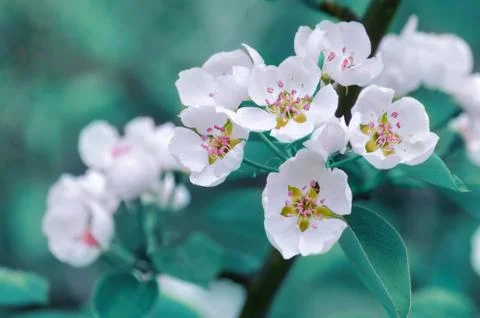 Flowering fruit trees 스톡 사진