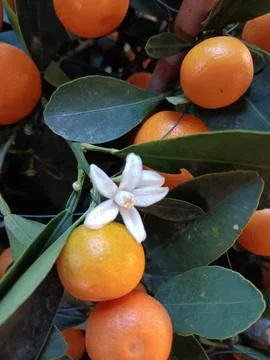 Flowering fruit trees Stock Photos
