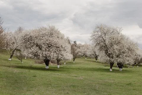 Flowering fruit trees in spring. Flowering trees. Stock Photos