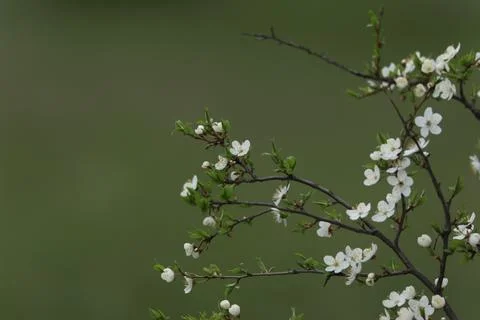 Flowering fruit trees in spring, flowering tree Stock Photos