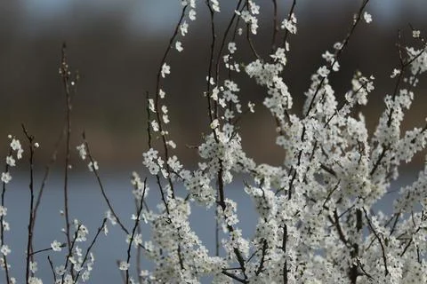 Flowering fruit trees in spring, flowering tree Stock Photos