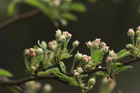 Flowering fruit trees in spring, flowering tree Stock Photos