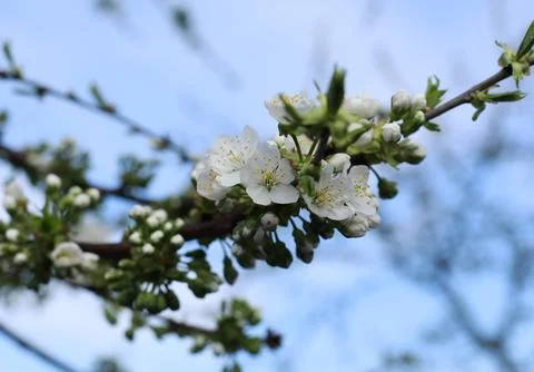 Flowering fruit trees in spring, flowering tree Stock Photos