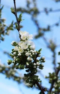 Flowering fruit trees in spring, flowering tree Stock Photos