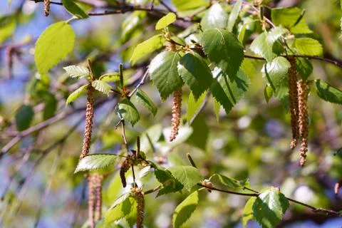 Flowering fruit trees, spring, flowers of apple and cherry, botanical garden Stock Photos