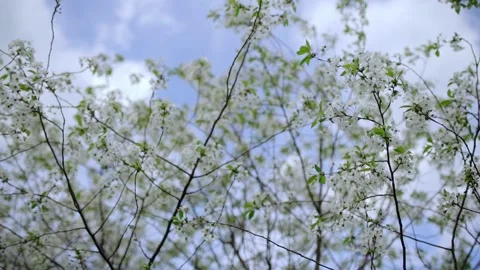 Flowering fruit trees in the spring garden against the sky Stock Footage 206529382