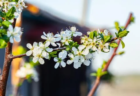 Flowering fruit trees in the spring garden. Close-up view. Stock Photos