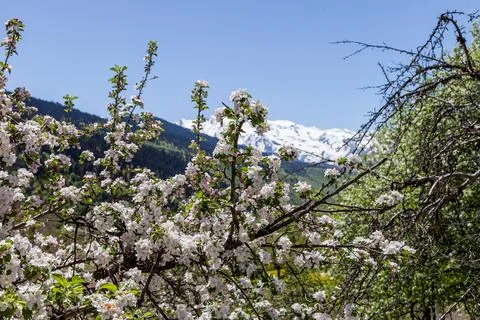Flowering fruit trees in spring Stock Photos
