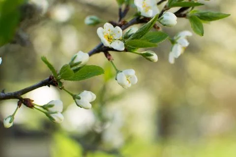 Flowering of fruit trees in spring, white flowers Stock Photos
