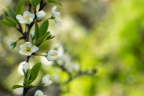 Flowering of fruit trees in spring, white flowers Stock Photos