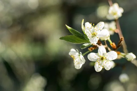 Flowering of fruit trees in spring, white flowers Stock Photos