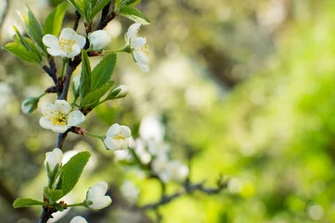 Flowering of fruit trees in spring, white flowers Stock Photos
