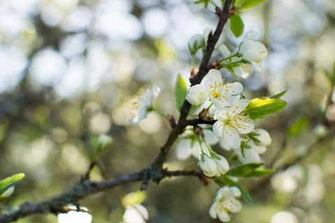 Flowering of fruit trees in spring, white flowers Stock Photos