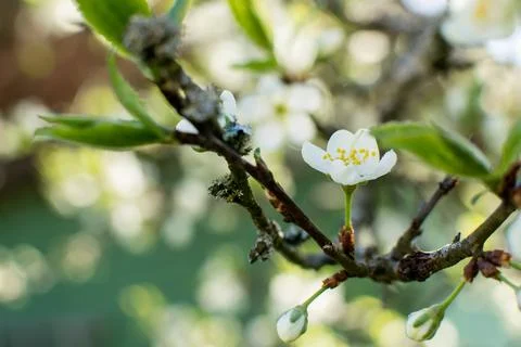 Flowering of fruit trees in spring, white flowers Stock Photos