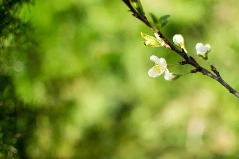 Flowering of fruit trees in spring, white flowers Stock Photos