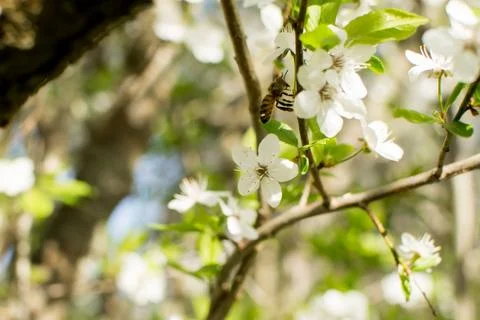 Flowering of fruit trees in spring, white flowers Stock Photos