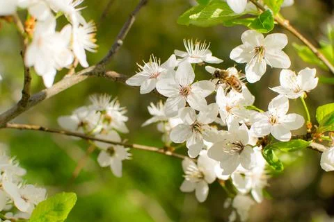 Flowering of fruit trees in spring, white flowers Stock Photos