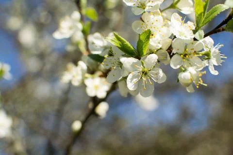 Flowering of fruit trees in spring, white flowers Stock Photos