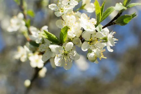 Flowering of fruit trees in spring, white flowers Stock Photos
