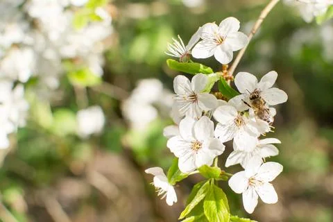 Flowering of fruit trees in spring, white flowers Foto stock