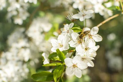 Flowering of fruit trees in spring, white flowers Stock Photos