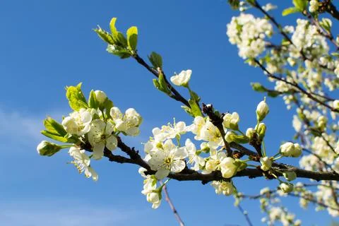 Flowering of fruit trees in spring, white flowers Stock Photos