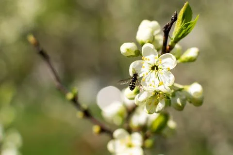 Flowering of fruit trees in spring, white flowers Stock Photos