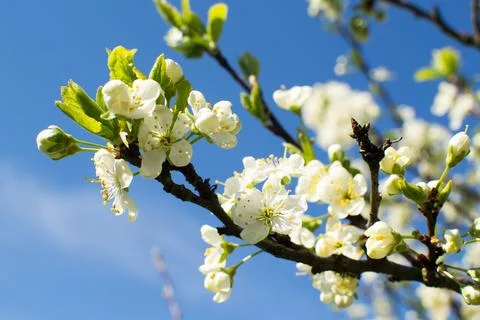 Flowering of fruit trees in spring, white flowers Stock Photos