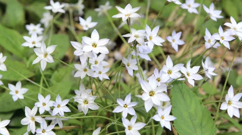Flowering garden Stock Footage 39922891