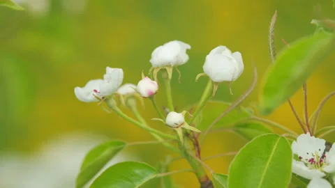 Flowering garden fruit tree. Pear blossoms on a sunny spring day. Blooming 스톡 동영상 207056265