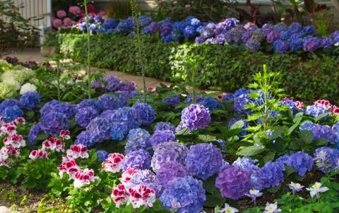 Flowering Garden Stock Photos