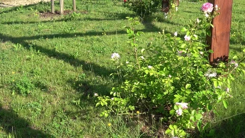 Flowering garden in spring in park Stock Footage 111994908