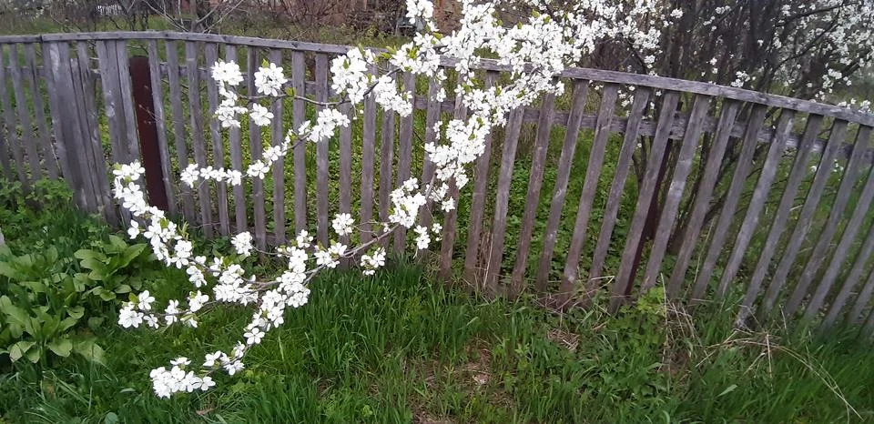 Flowering garden - version 3 Stock Photos