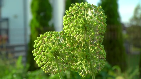 Flowering garlic blossoms Stock Footage 133092229