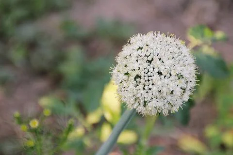 Flowering garlic 写真素材